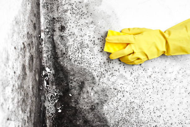 Best Residential Mold Remediation in Cassville, MO