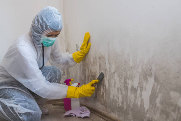 Best Residential Mold Remediation in Cassville, MO