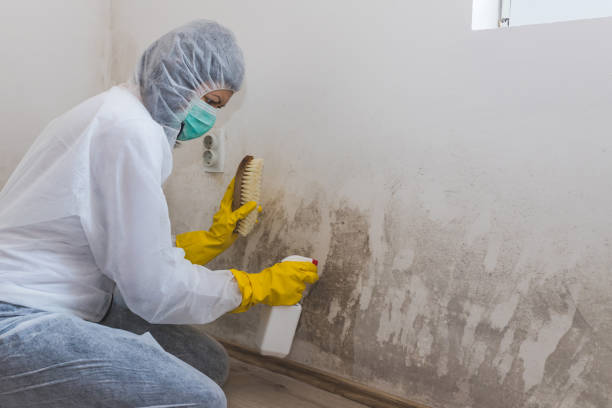 Best Industrial Mold Remediation in Cassville, MO
