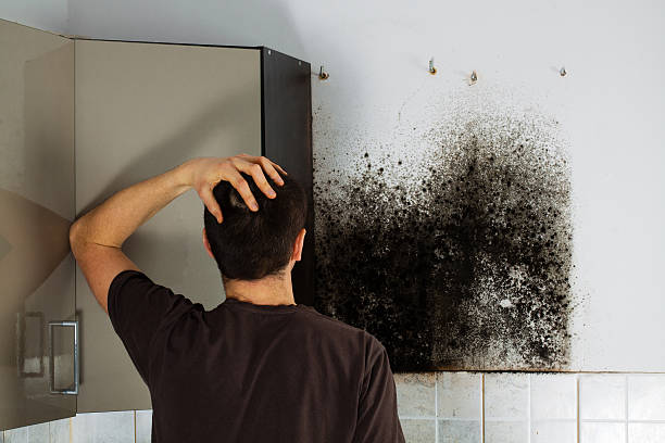 Best Attic Mold Remediation in Cassville, MO
