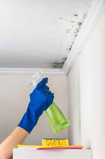 Best Basement Mold Remediation in Cassville, MO